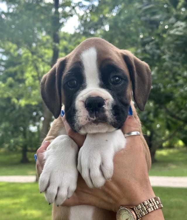 Champion Bloodline Boxer Puppies media 10