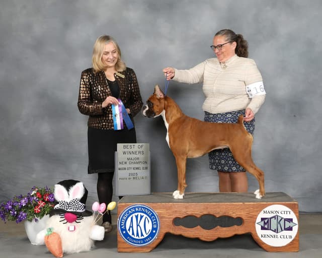 Champion Bloodline Boxer Puppies media 2