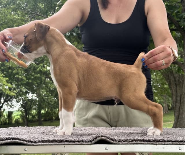 Champion Bloodline Boxer Puppies media 9