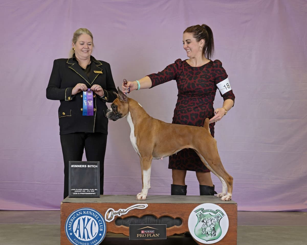 Champion Bloodline Boxer Puppies breeder image 1