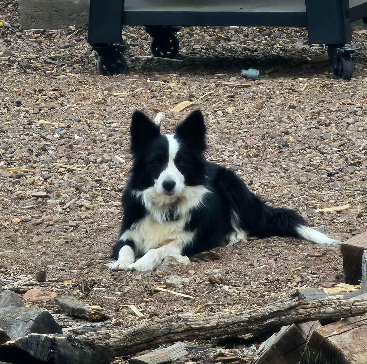 AZ BORDER COLLIE PUPS breeder image 1