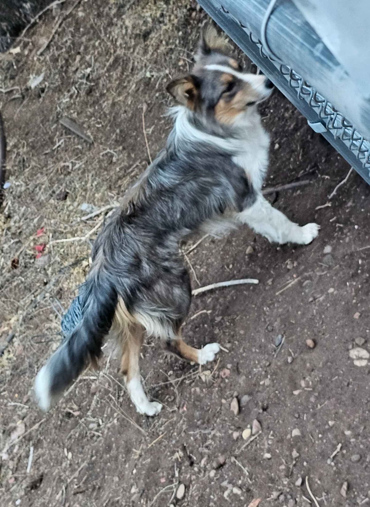 AZ BORDER COLLIE PUPS breeder image 2