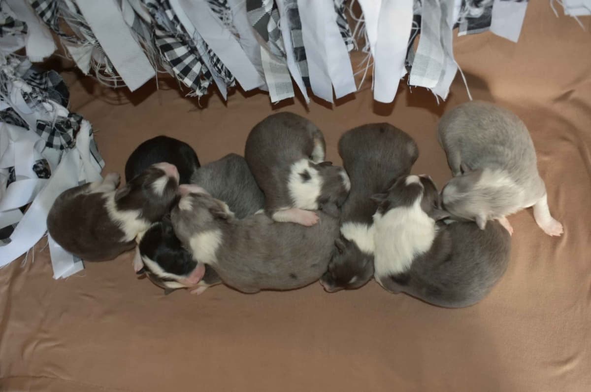 AZ BORDER COLLIE PUPS breeder image 3