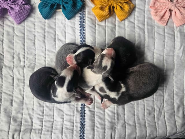 AZ BORDER COLLIE PUPS media 2