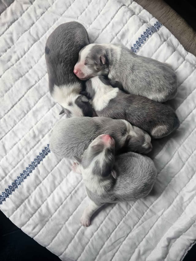 AZ BORDER COLLIE PUPS media 3