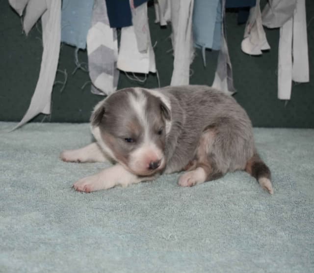 AZ BORDER COLLIE PUPS media 5