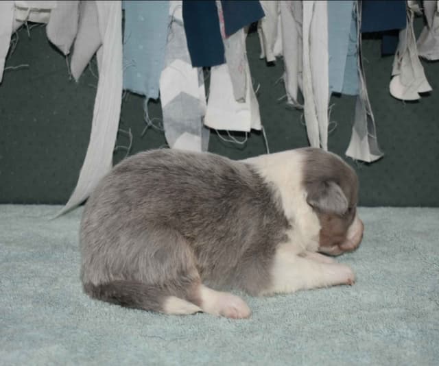 AZ BORDER COLLIE PUPS media 6