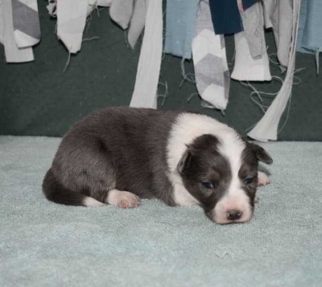 AZ BORDER COLLIE PUPS media 7