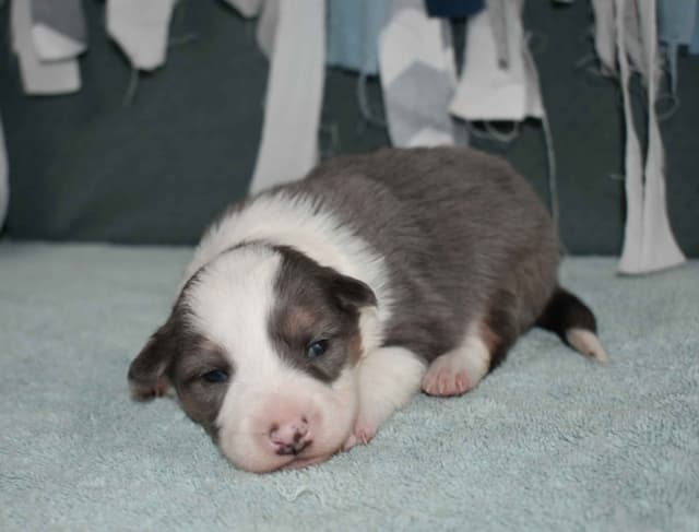 AZ BORDER COLLIE PUPS media 9