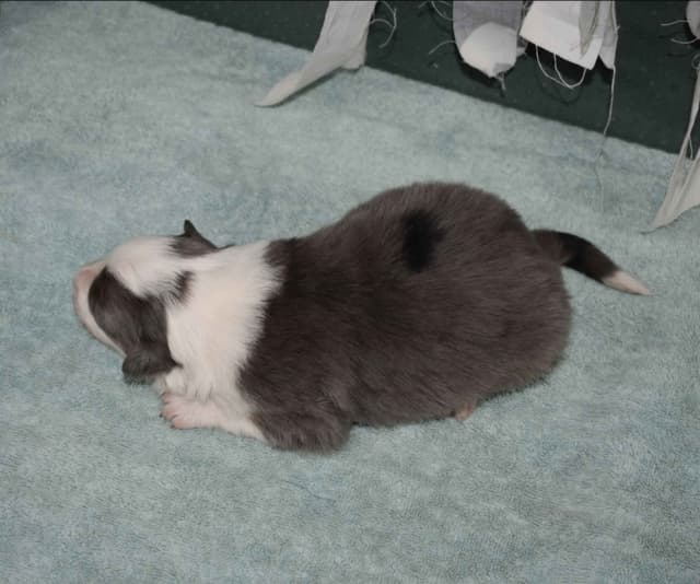 AZ BORDER COLLIE PUPS media 10