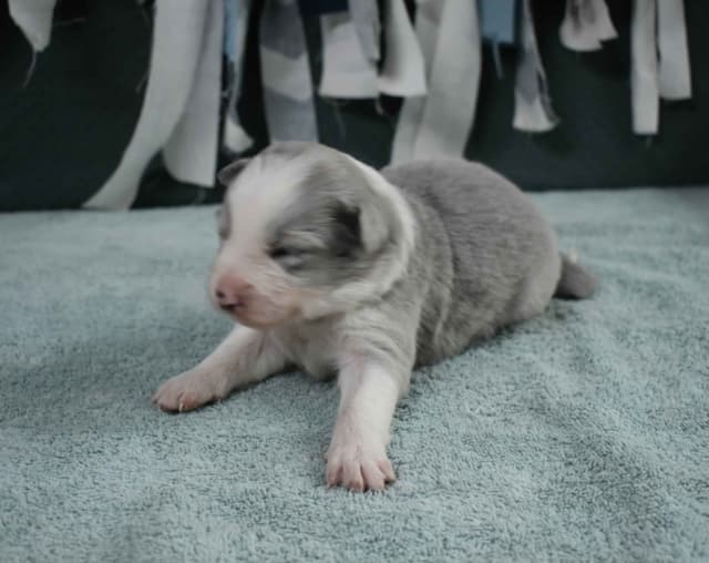 AZ BORDER COLLIE PUPS media 13