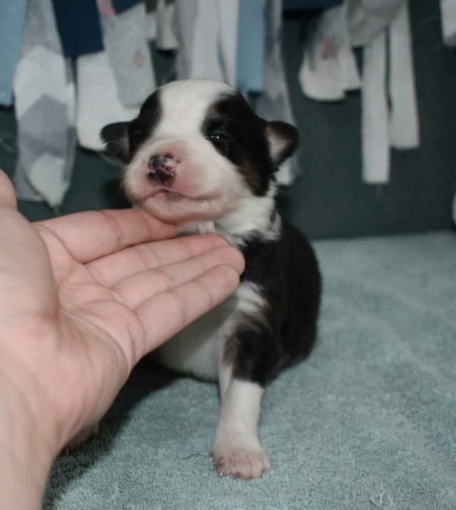 AZ BORDER COLLIE PUPS media 15