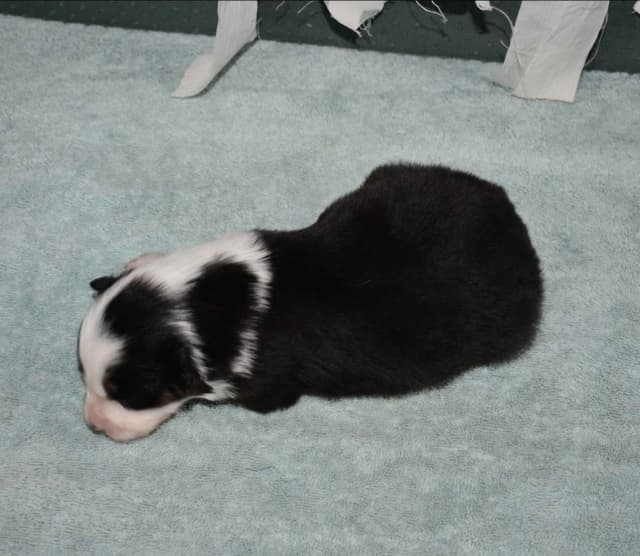 AZ BORDER COLLIE PUPS media 16