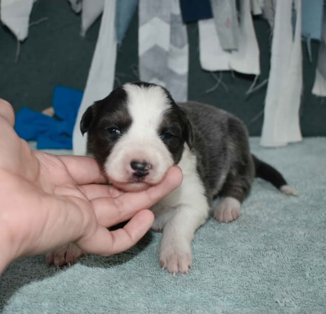 AZ BORDER COLLIE PUPS media 17