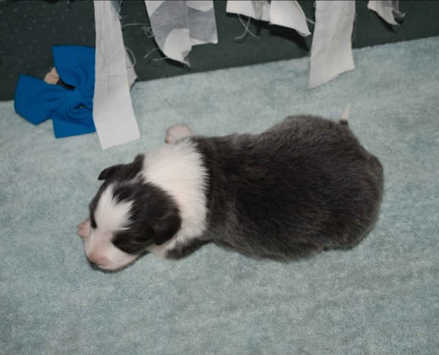 AZ BORDER COLLIE PUPS media 18