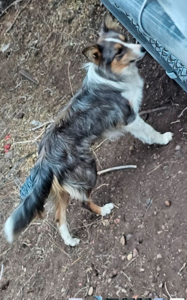 AZ BORDER COLLIE PUPS media 19