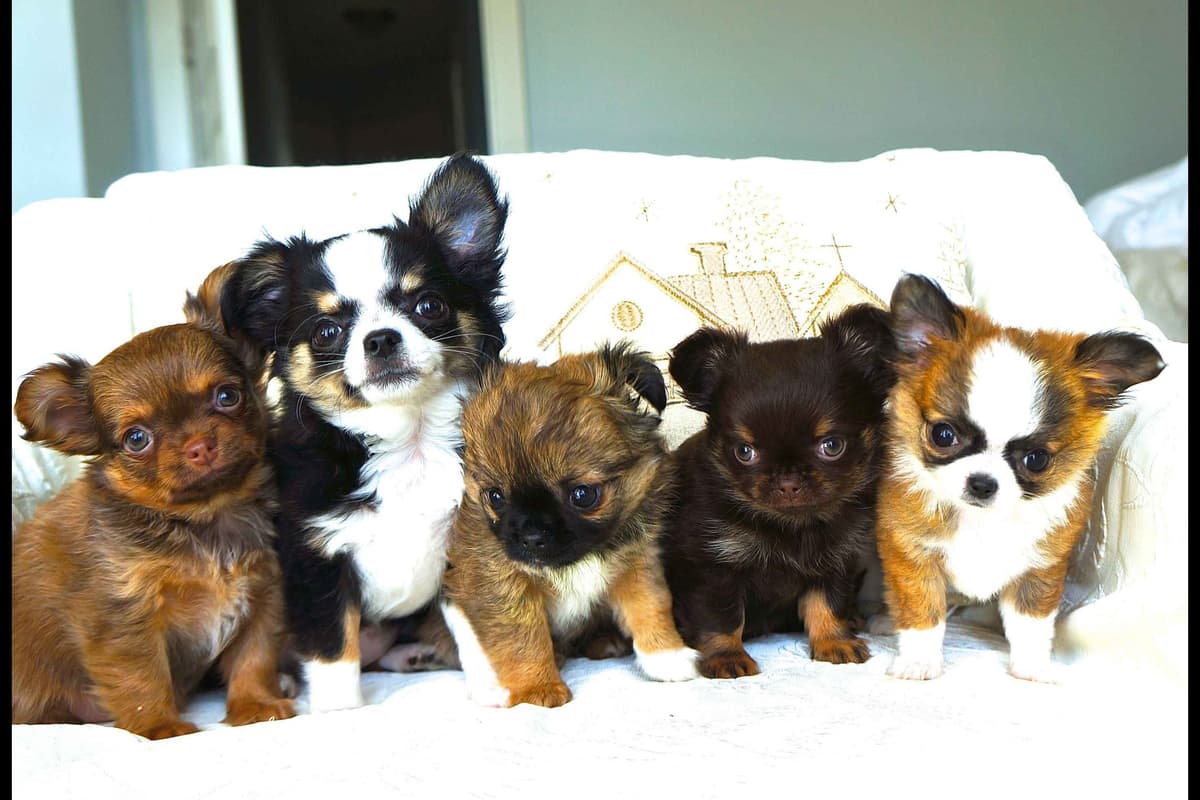 Chihuahua Puppies breeder image 7