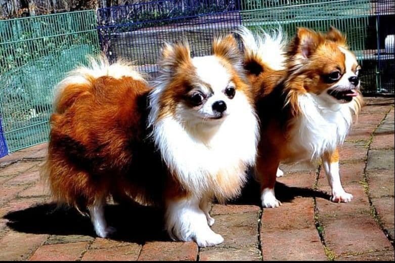 Chihuahua Puppies breeder image 1