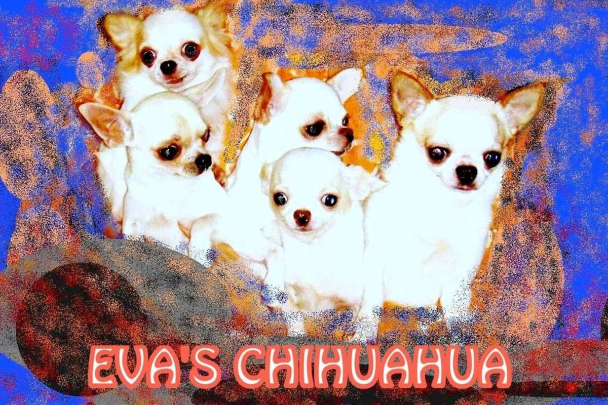 Chihuahua Puppies breeder image 8