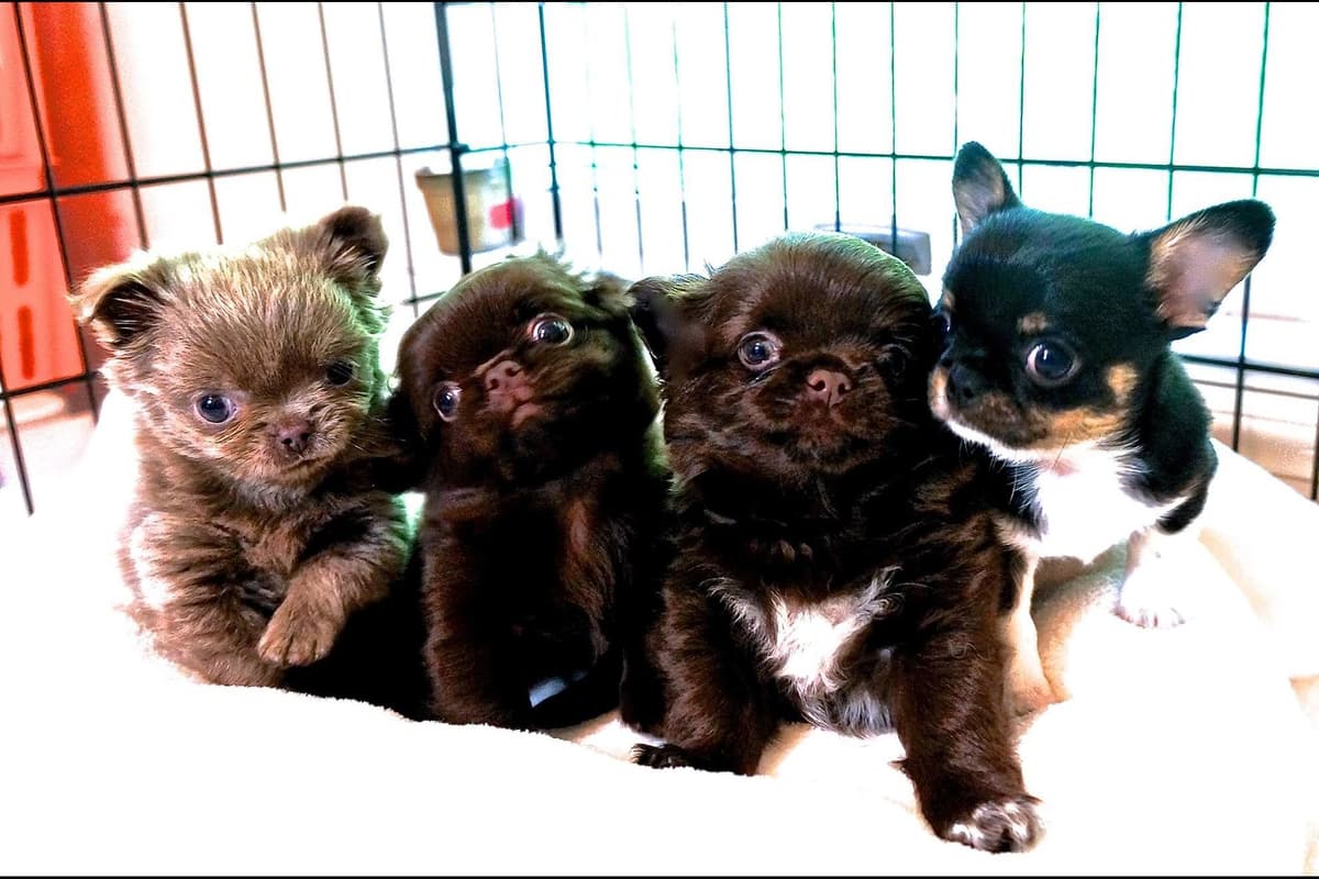 Chihuahua Puppies breeder image 4