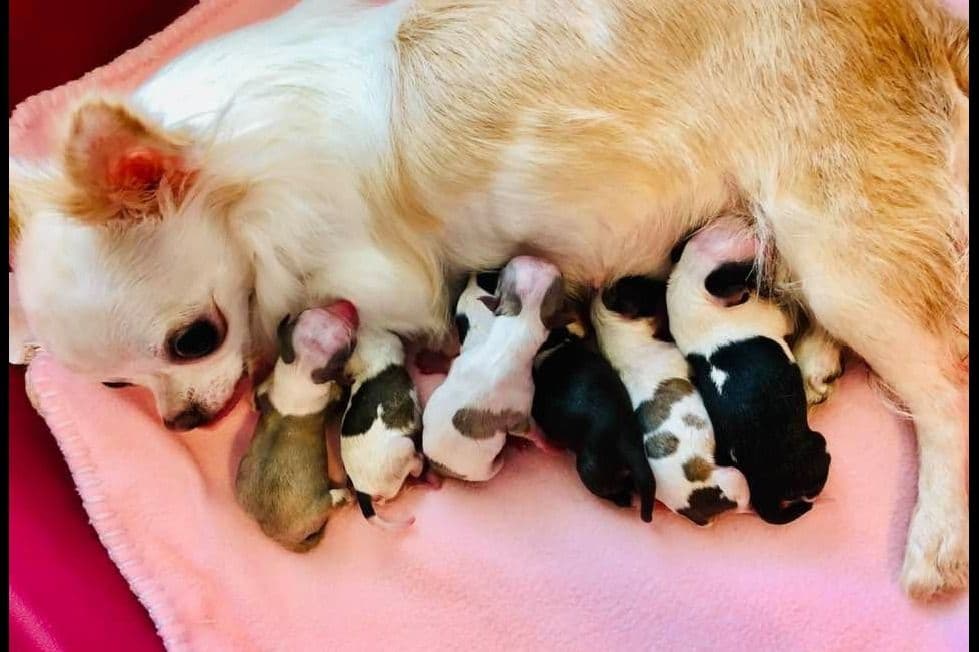 Chihuahua Puppies breeder image 9