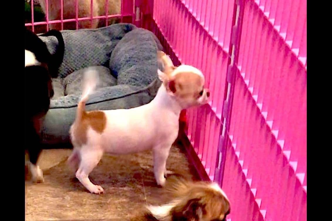 Chihuahua Puppies breeder image 10