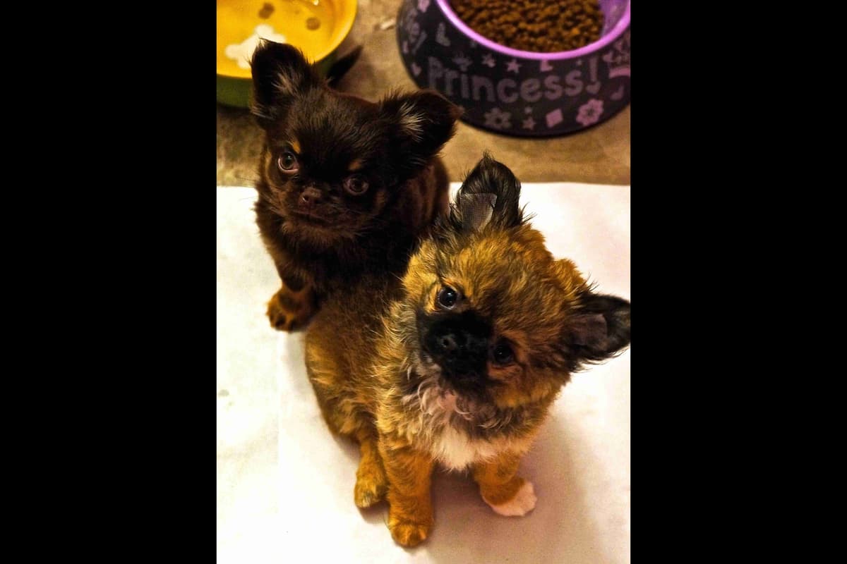 Chihuahua Puppies breeder image 11