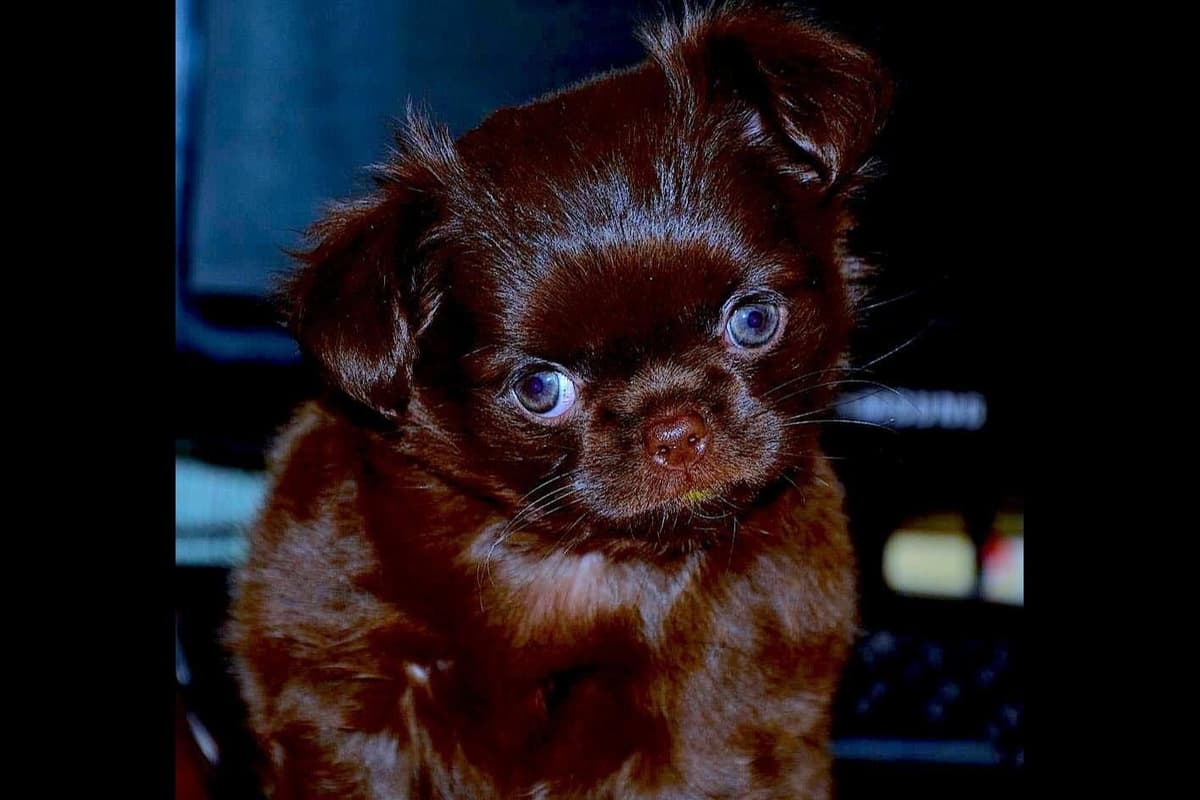 Chihuahua Puppies breeder image 13