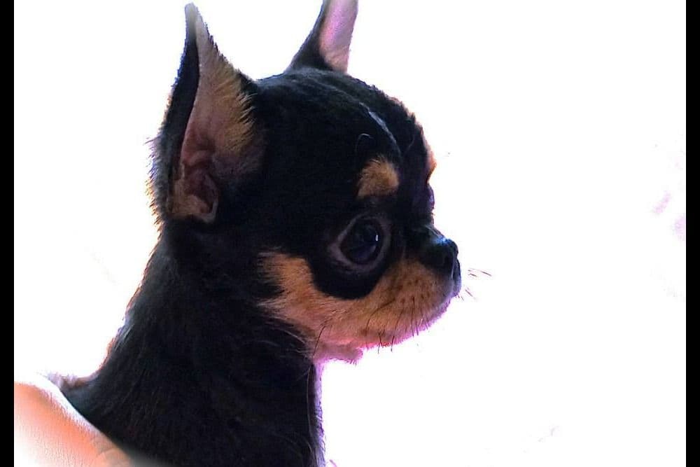 Chihuahua Puppies breeder image 14