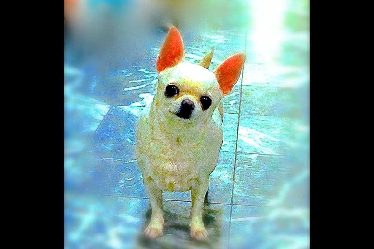Chihuahua Puppies breeder image 15