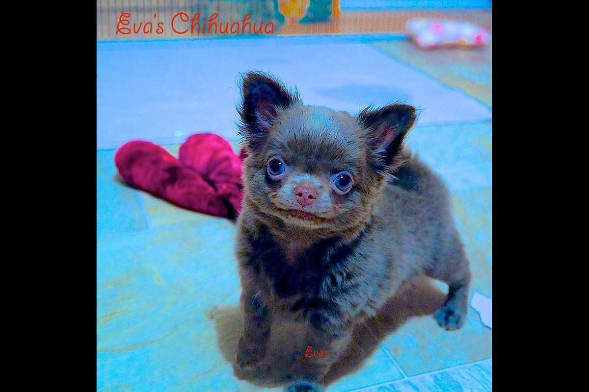 Chihuahua Puppies breeder image 16