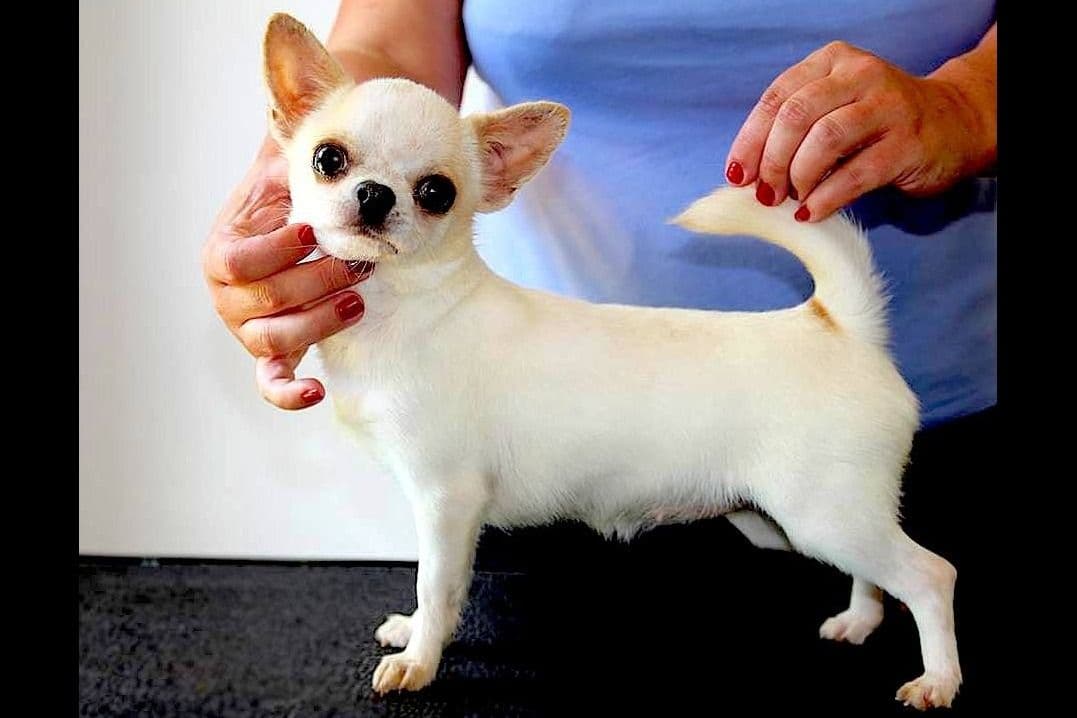 Chihuahua Puppies breeder image 18