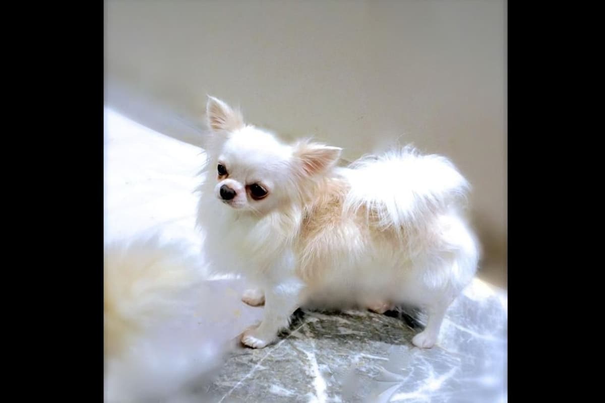 Chihuahua Puppies breeder image 3