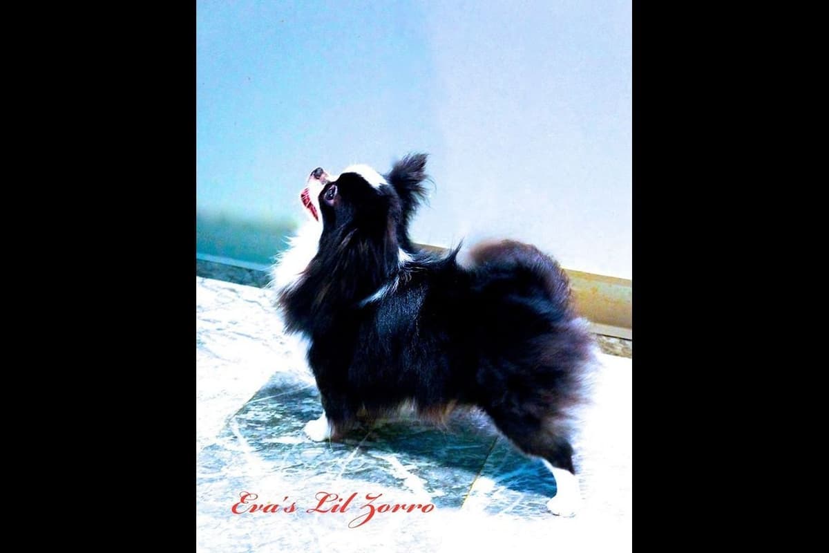 Chihuahua Puppies breeder image 5