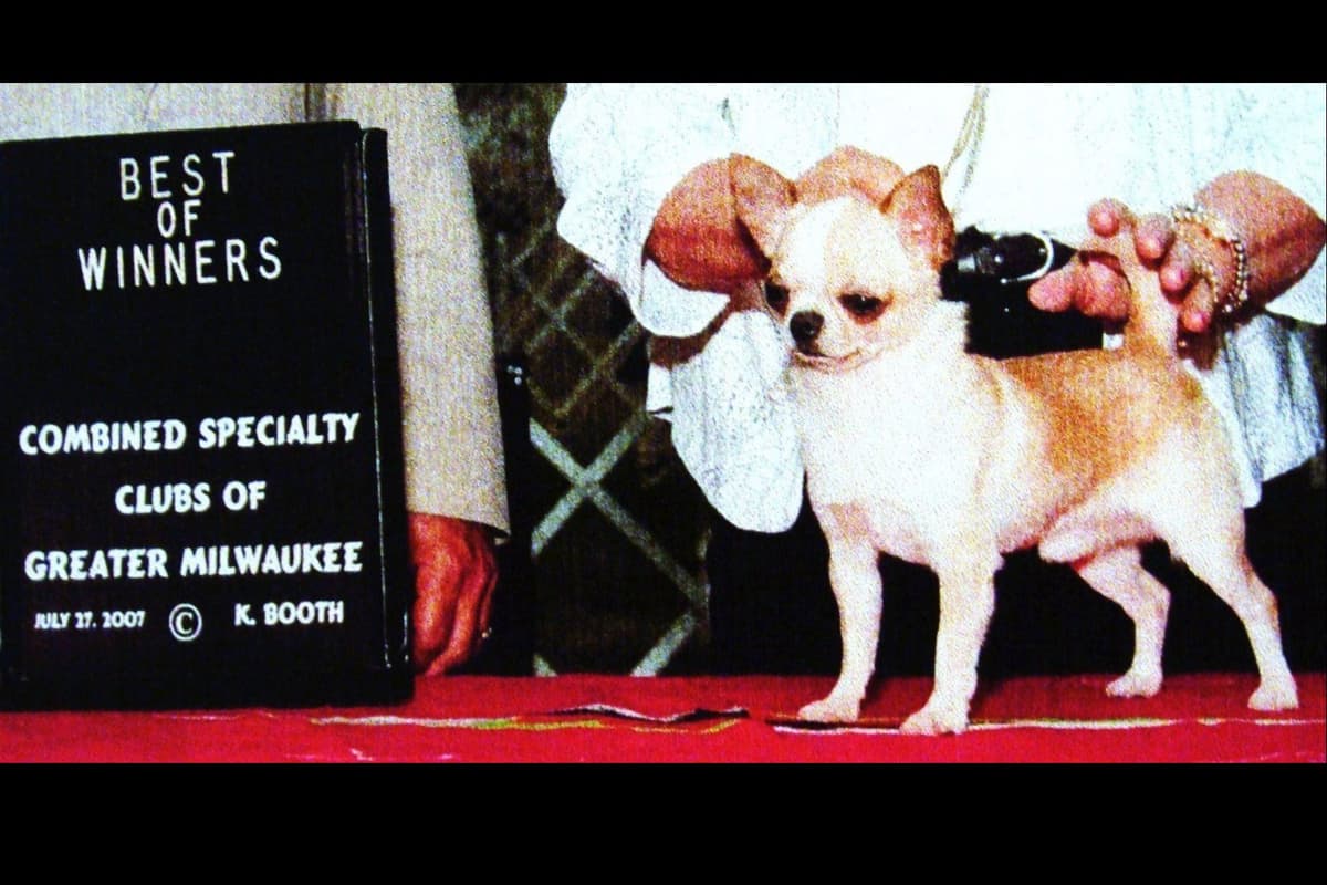 Chihuahua Puppies breeder image 19
