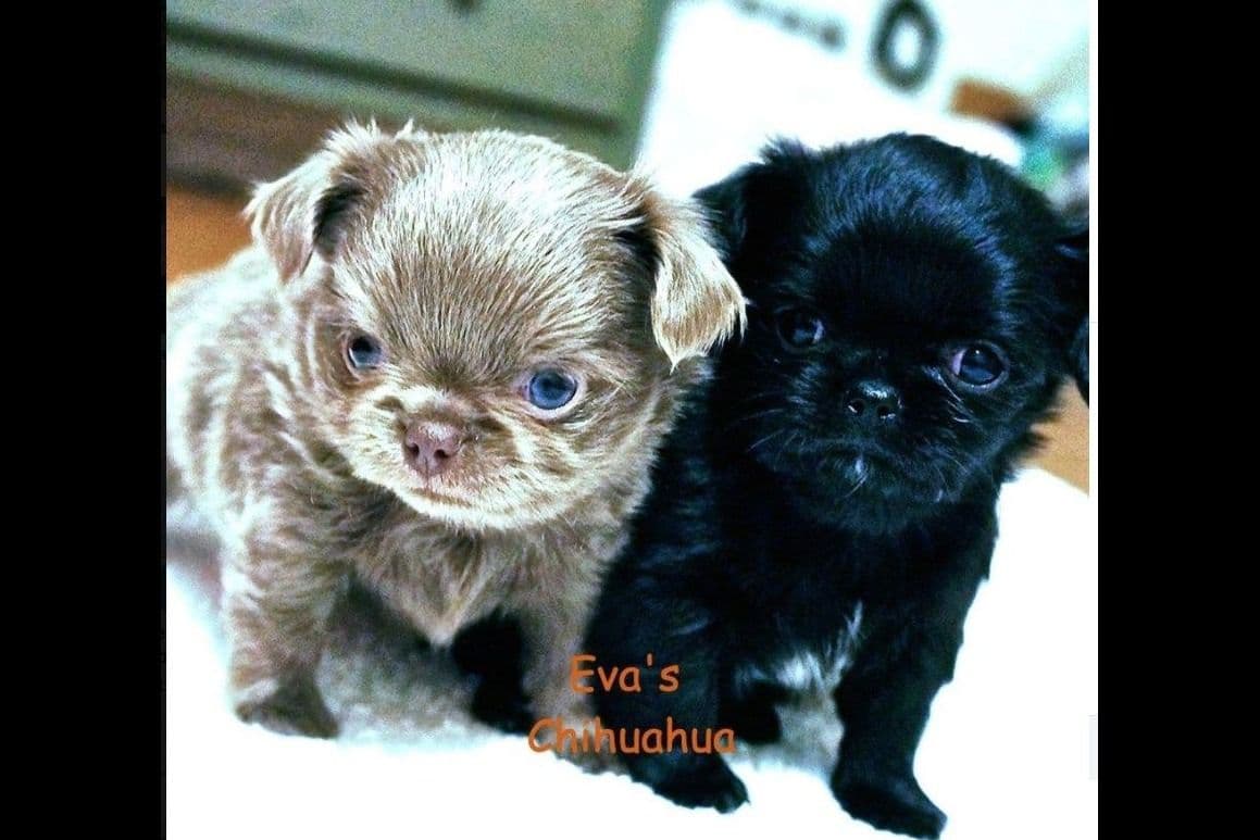 Chihuahua Puppies breeder image 20