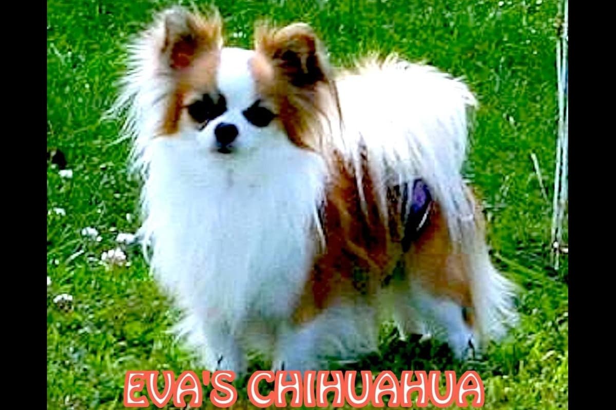 Chihuahua Puppies breeder image 21