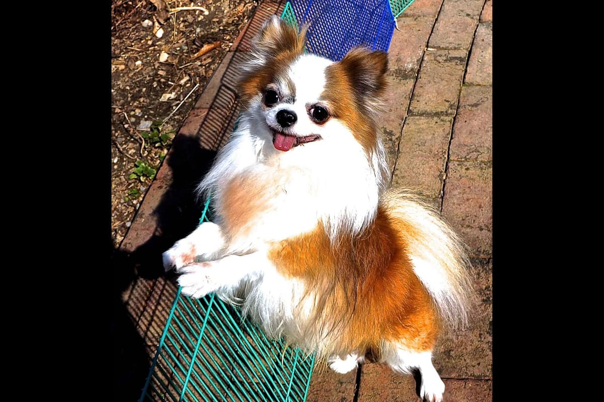 Chihuahua Puppies breeder image 25