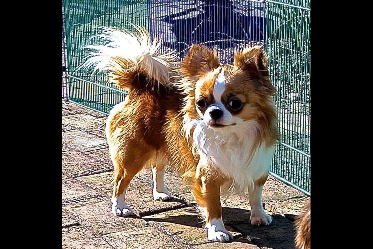 Chihuahua Puppies breeder image 26