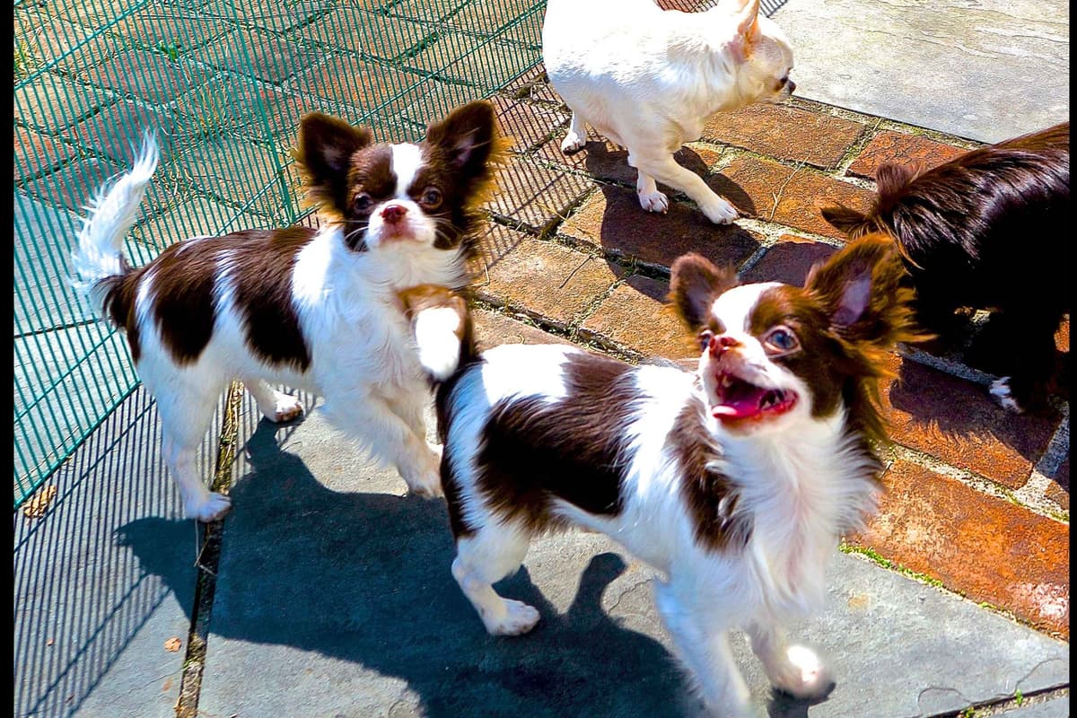 Chihuahua Puppies breeder image 27
