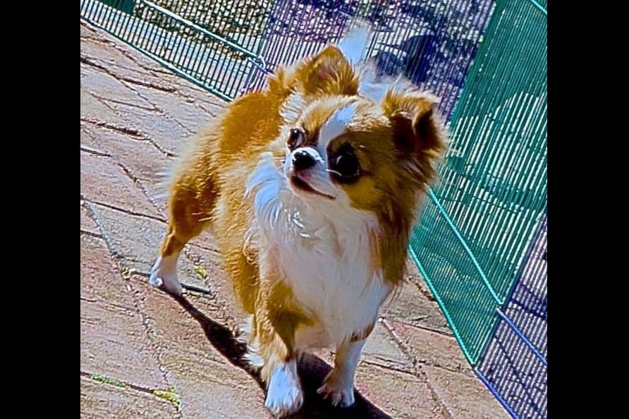 Chihuahua Puppies breeder image 29