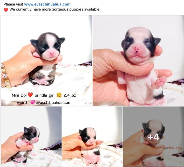 Chihuahua Puppies media 3