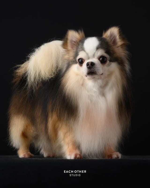 Chihuahua Puppies media 3