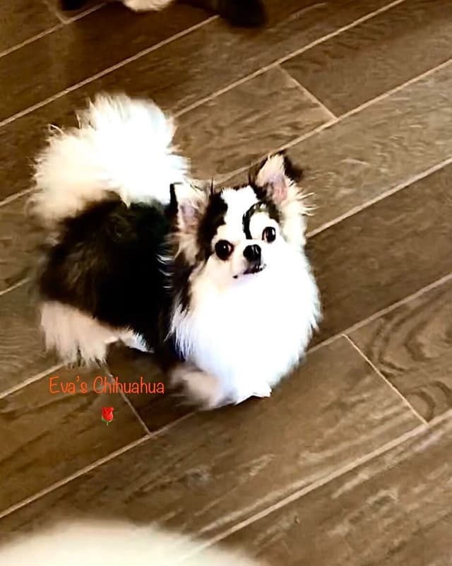 Chihuahua Puppies media 4