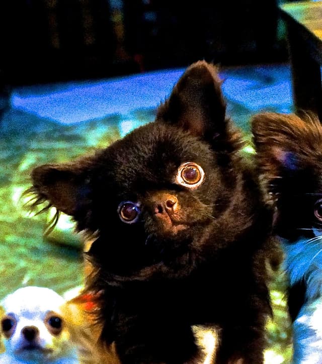 Chihuahua Puppies media 5