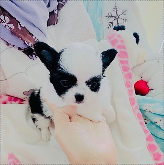 Chihuahua Puppies media 4