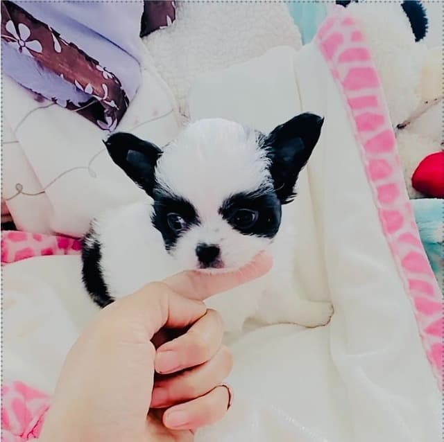 Chihuahua Puppies media 5