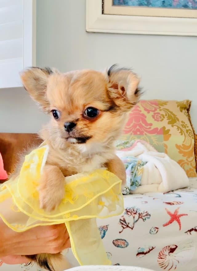 Chihuahua Puppies media 7