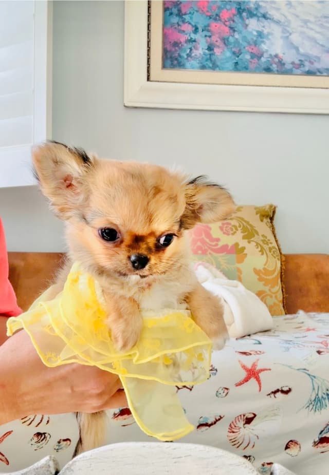 Chihuahua Puppies media 8