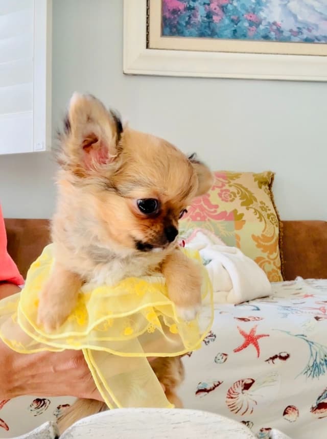 Chihuahua Puppies media 9